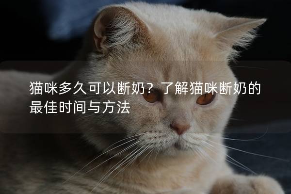 貓咪多久可以斷奶？了解貓咪斷奶的最佳時間與方法